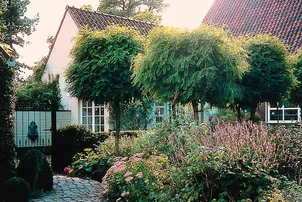 Kugelbäume kaufen mit Vertrauen: Venovi's Liebe und Wissen für Bäume seit 1860