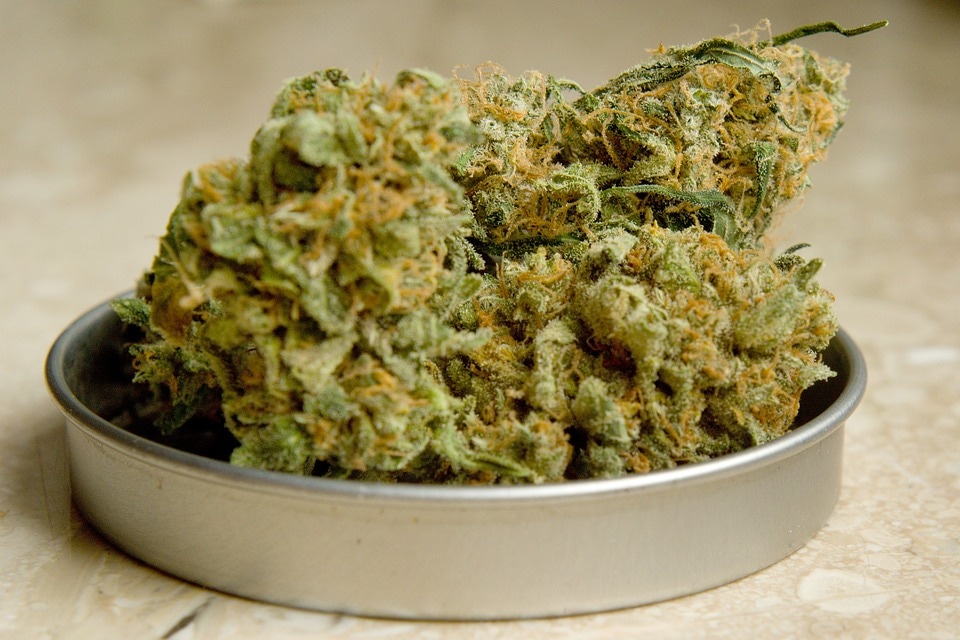 Innovative Strains und Marihuanasamen: Entdecke die neuesten Trends