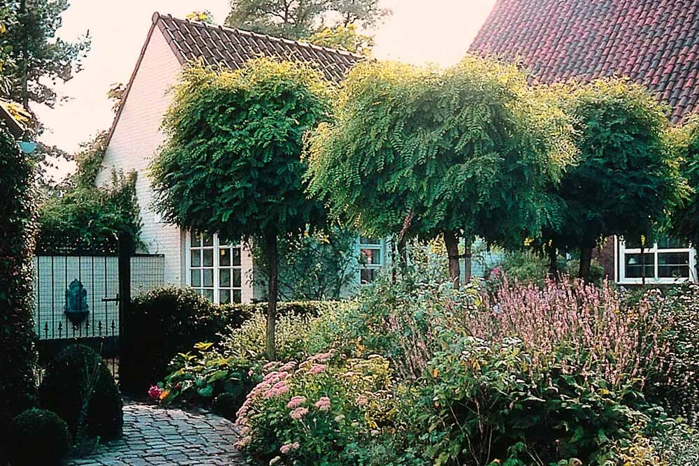 Kugelbäume kaufen mit Vertrauen: Venovi's Liebe und Wissen für Bäume seit 1860