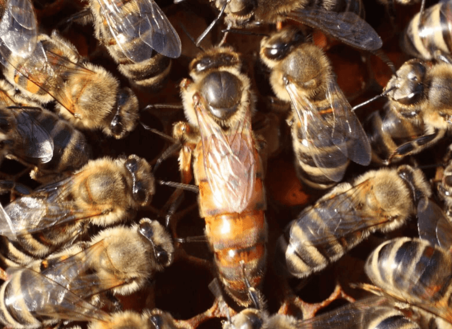 Bienenprodukte als nachhaltige Alternativen: Umweltfreundliche Lösungen aus dem Bienenstock