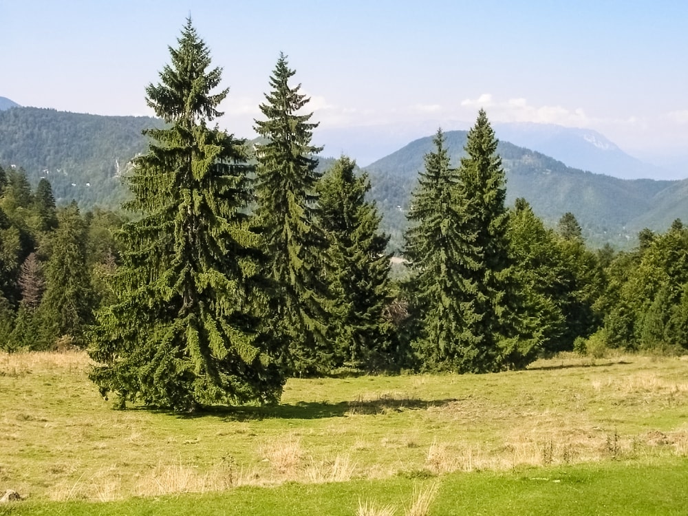 Warum es sich lohnt, hochwertige Immergrüne Bäume kaufen – Qualität zahlt sich aus