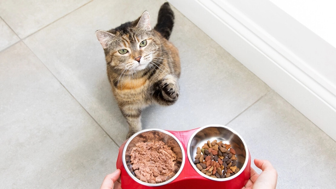 Katzenfutter für harmonische Miezen: Das Geheimnis von Catfood