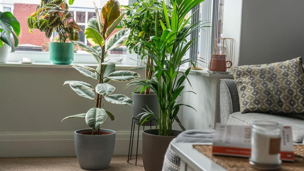 Gartenpflanzen für Anfänger – So einfach gelingt dein Garten