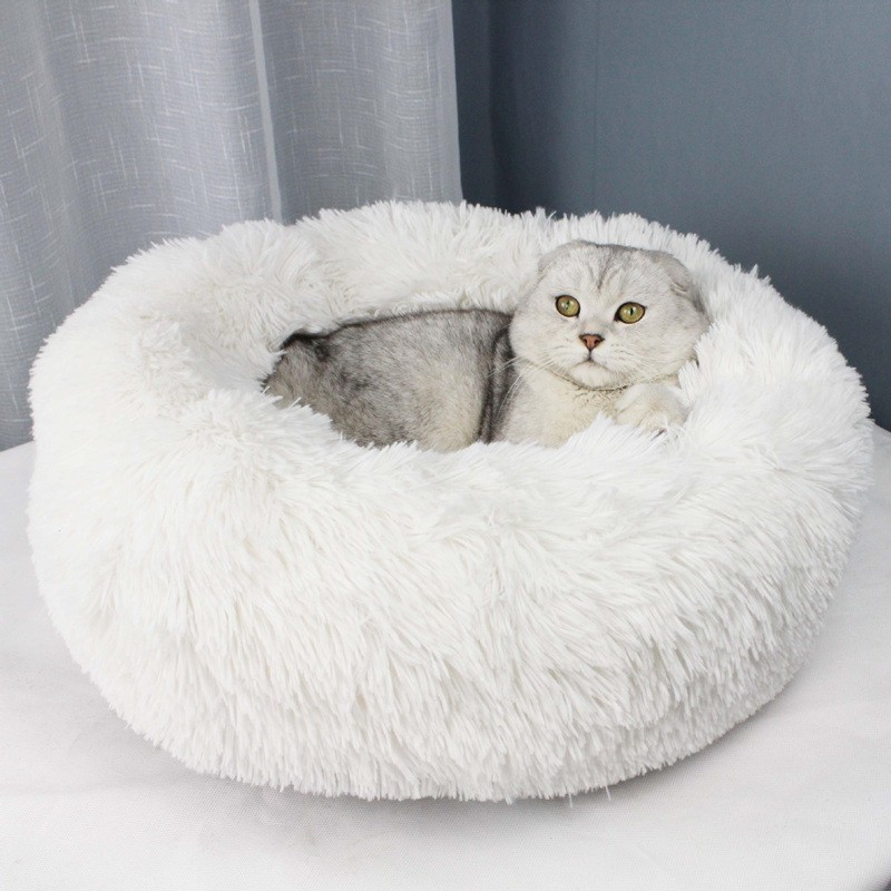 Katzenbett oder Katzentunnel: Was bevorzugt Ihre Katze?